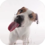 Logo of Dog Licks Screen Wallpaper android Application 