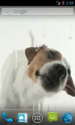 Dog Licks Screen Wallpaper android App screenshot 1